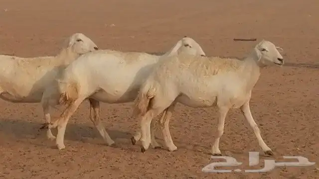 رخال حرية صنف للبيع 18