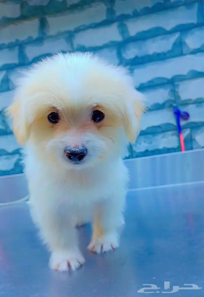 كلب مالتيز فرنسي 0