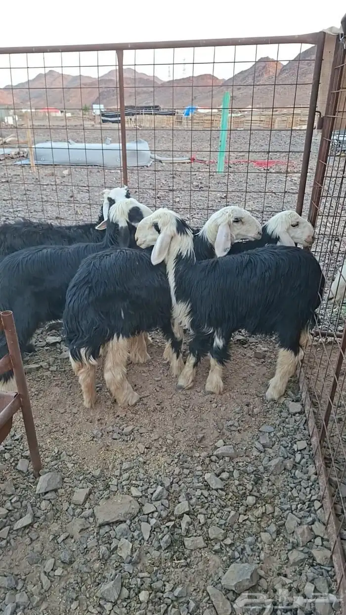 ذبائح تيوس طليان نجدي 2