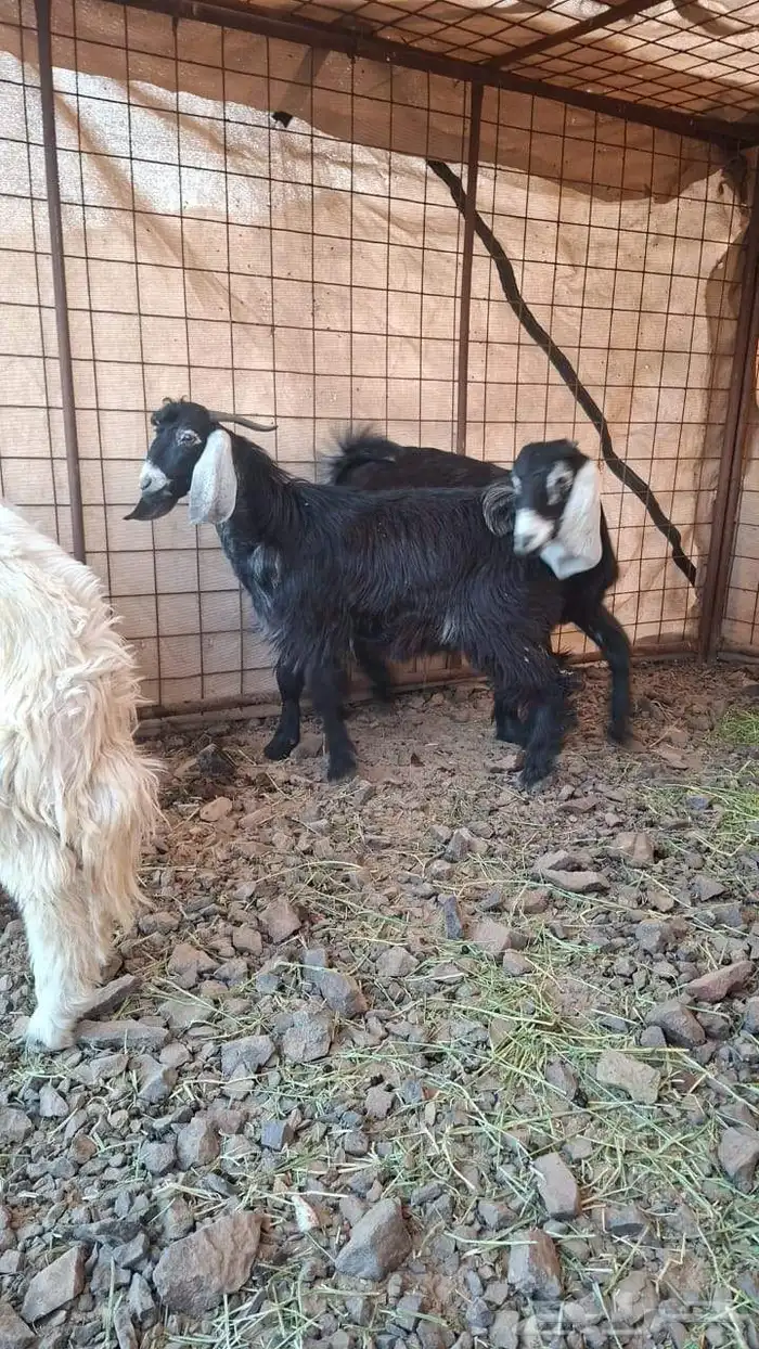 ذبائح تيوس طليان نجدي 0