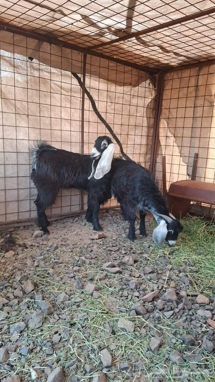 ذبائح تيوس طليان نجدي 1