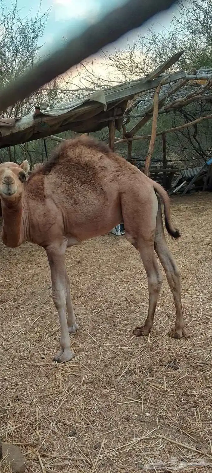 قعود مشاءالله تبارك الله شحم ولحم حاشي عمر 6شهور عل السوم 1