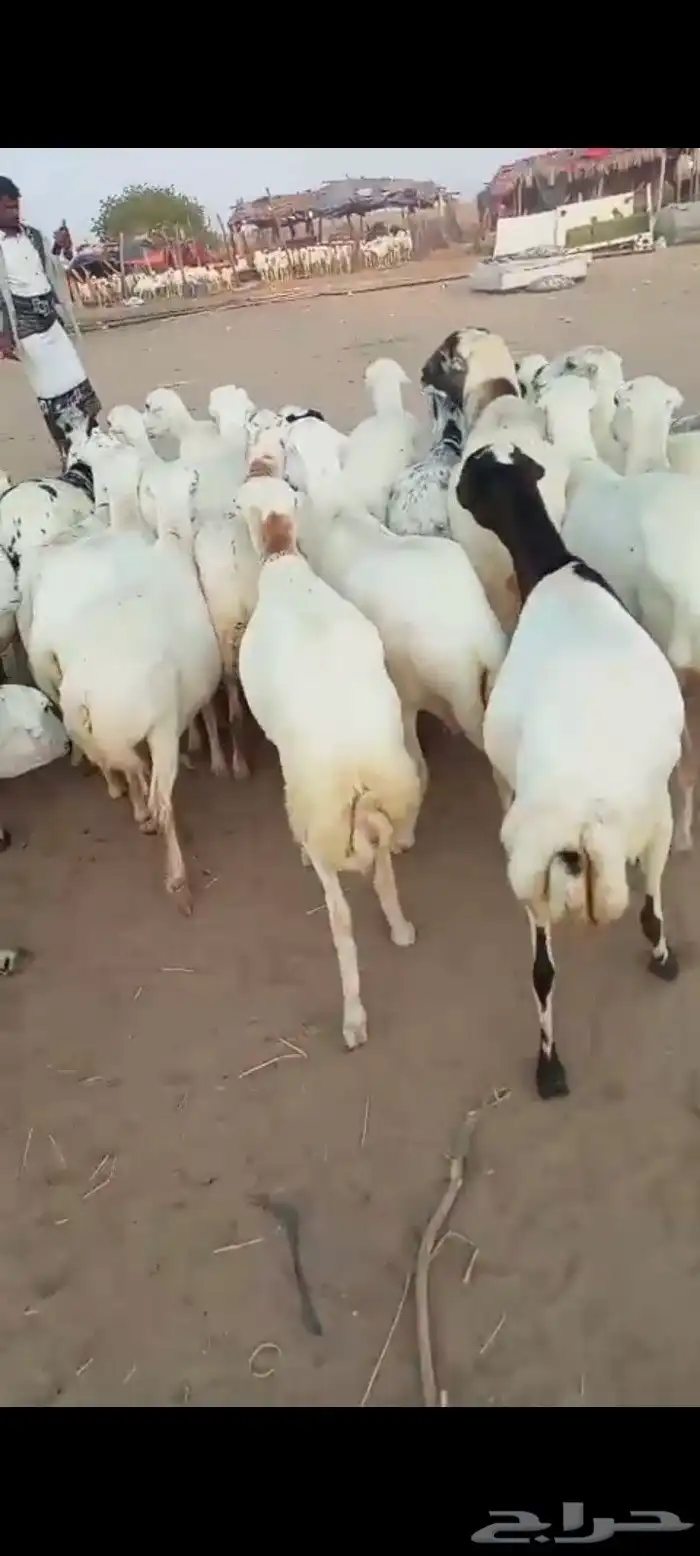 ضان رفيديات قرايب دفيع على شرط فحص سونار العدد 50 مراح واحد 1