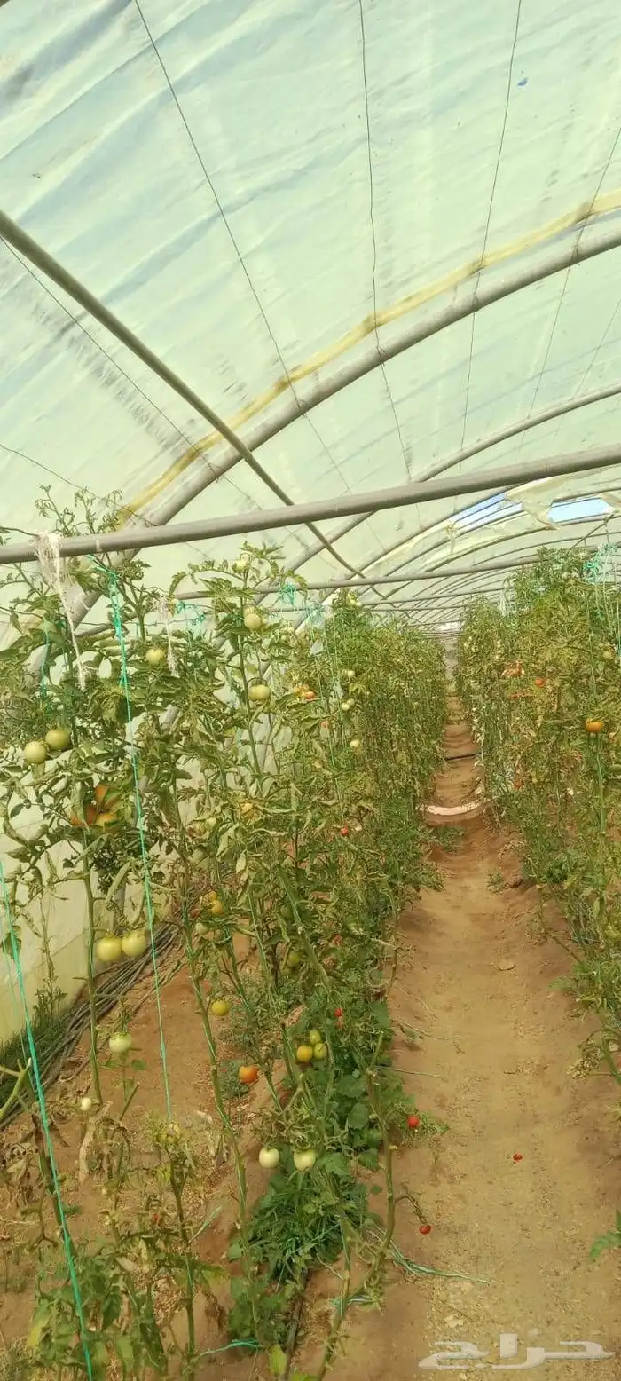 6بيوت محميه نظيفه شبه جديد مع كامل اغرضها حديد اردني مجلف 0