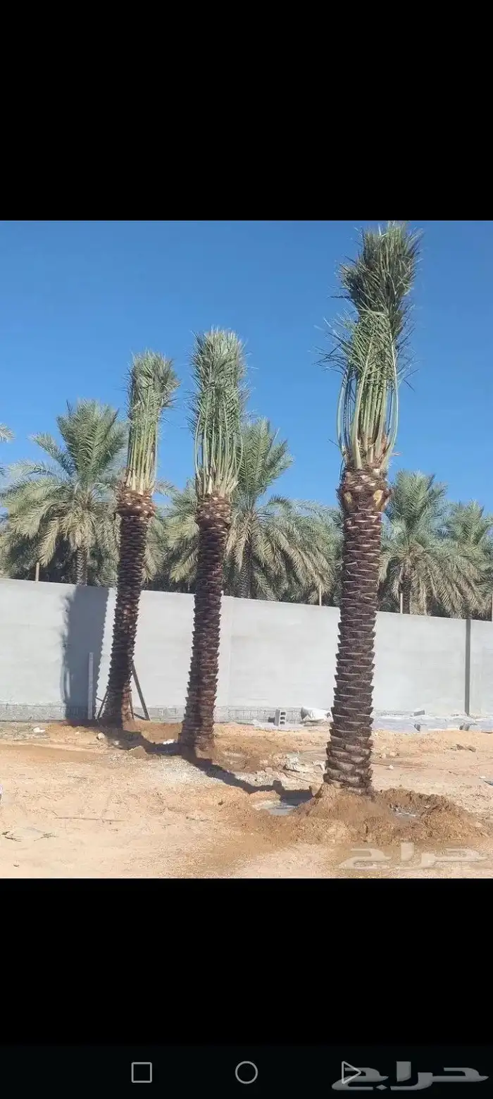 نخل للبيع بجميع انواعه 9