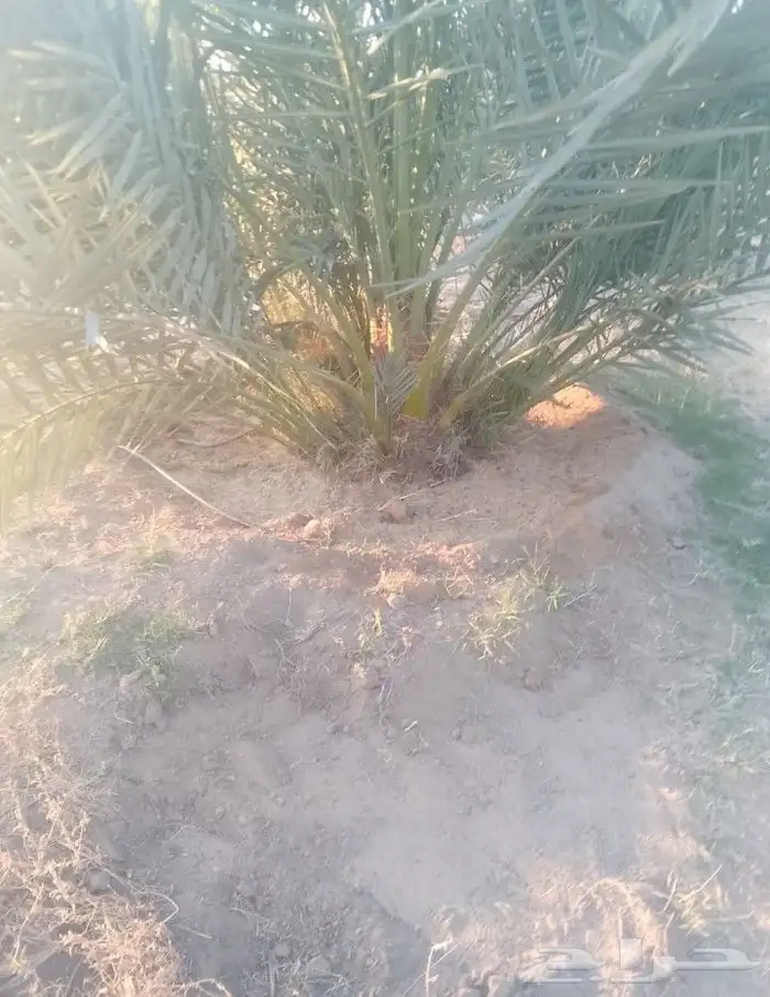 يوجد لدينا فسايل برحي. مجدول.شيشي.روثانة.اخلاص 2