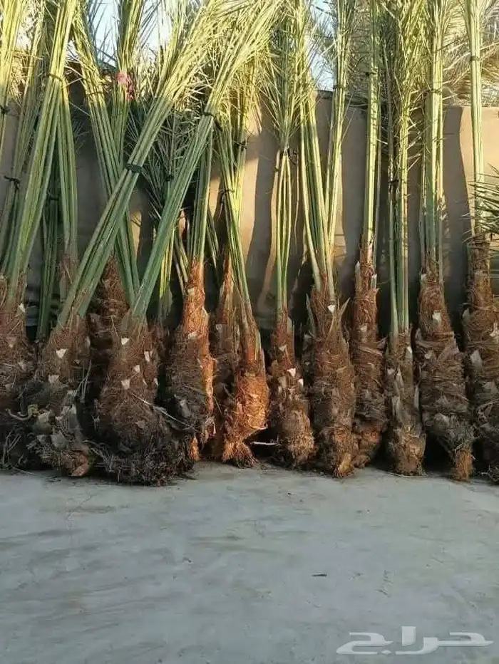 موجود فروخ مجدول وخضري لتواصل عبر 1