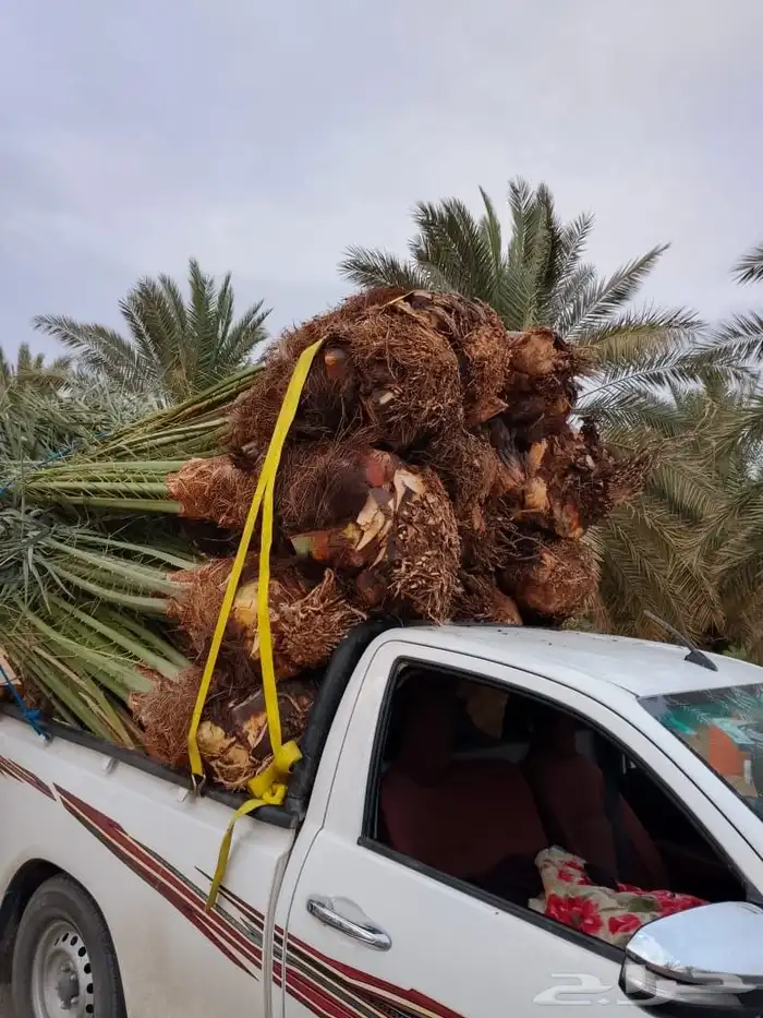 نخل للبيع جميع انواع انخيل المثمار وزينه 0