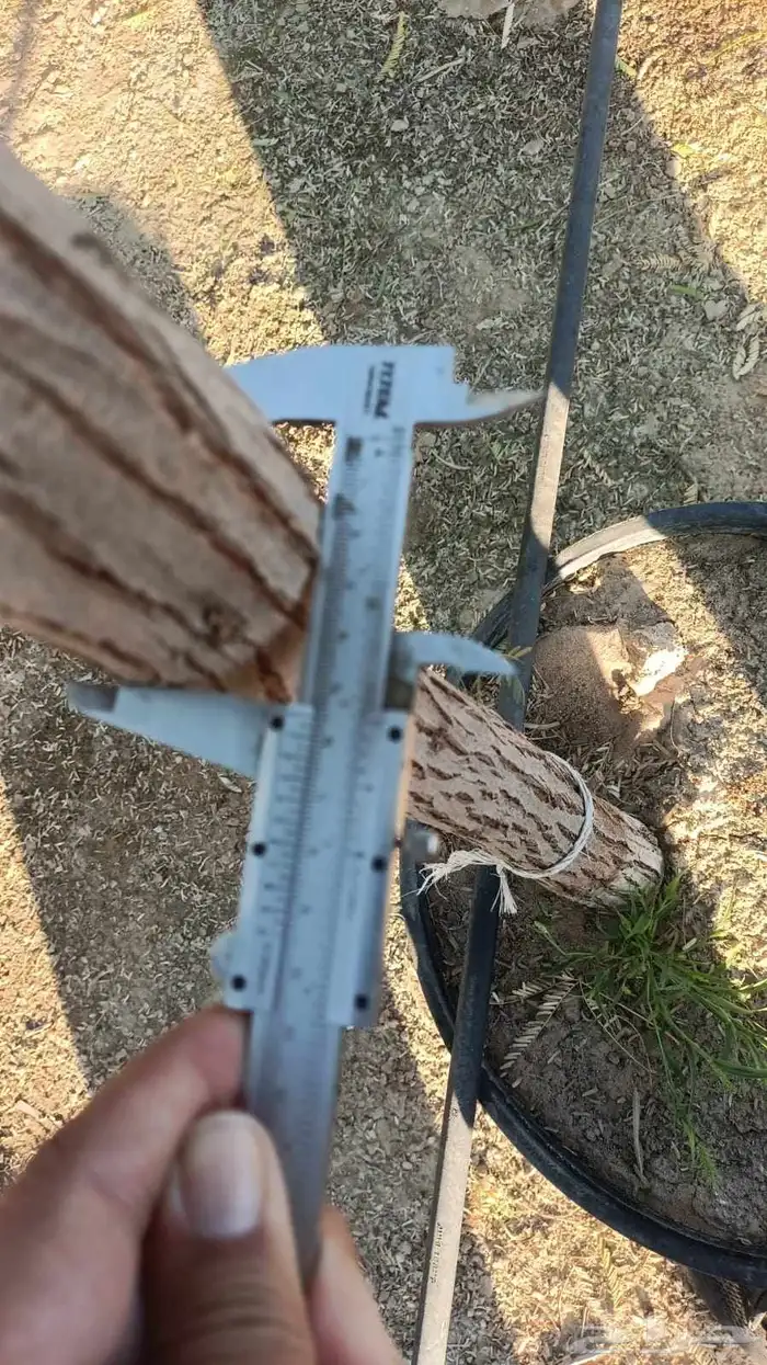 غاف وطلح نجدي وسدر وسرسوع نجران 3