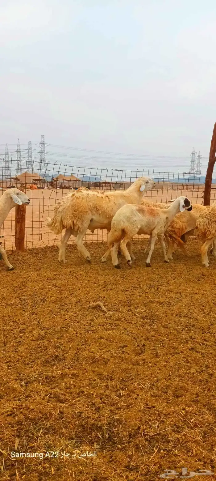 ضان جنب حرش 9