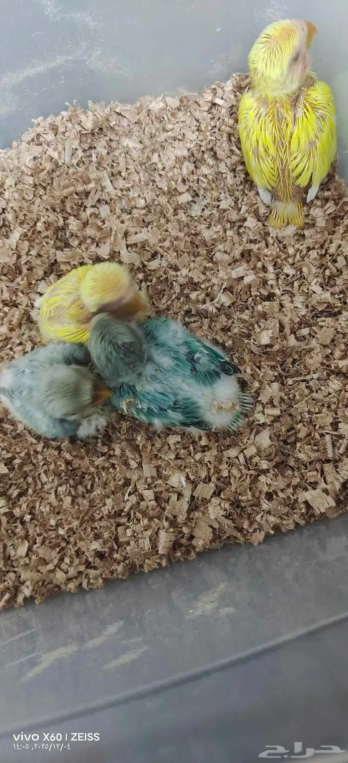 للبيع اربع حبات روز سعر الحبه 100غيرقابل التفاوض 0