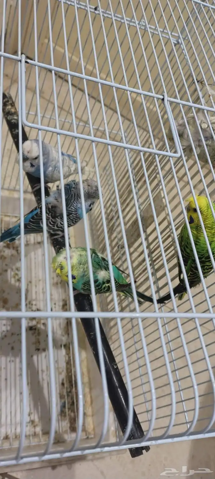 طيور حب هوقو 3