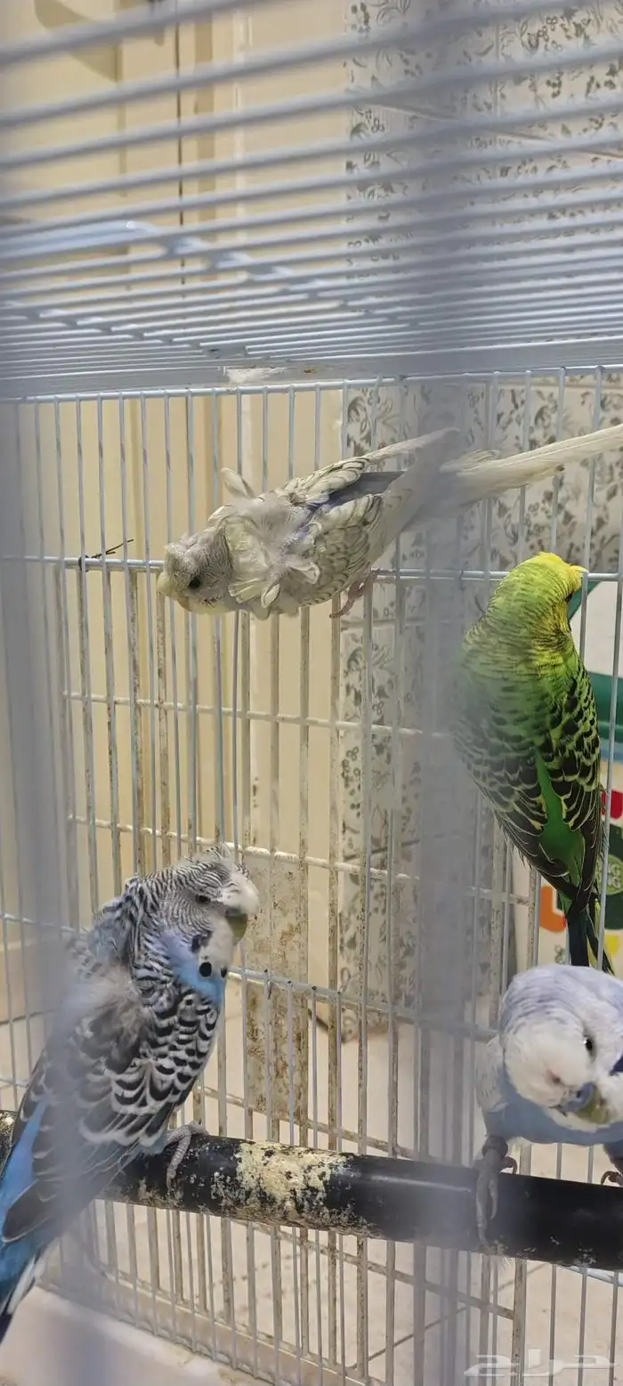 طيور حب هوقو 0