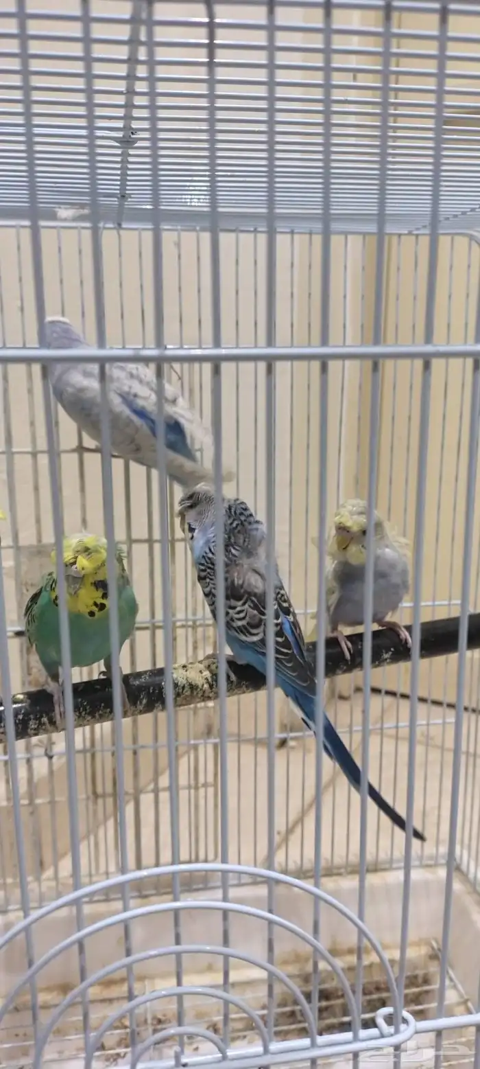 طيور حب هوقو 2