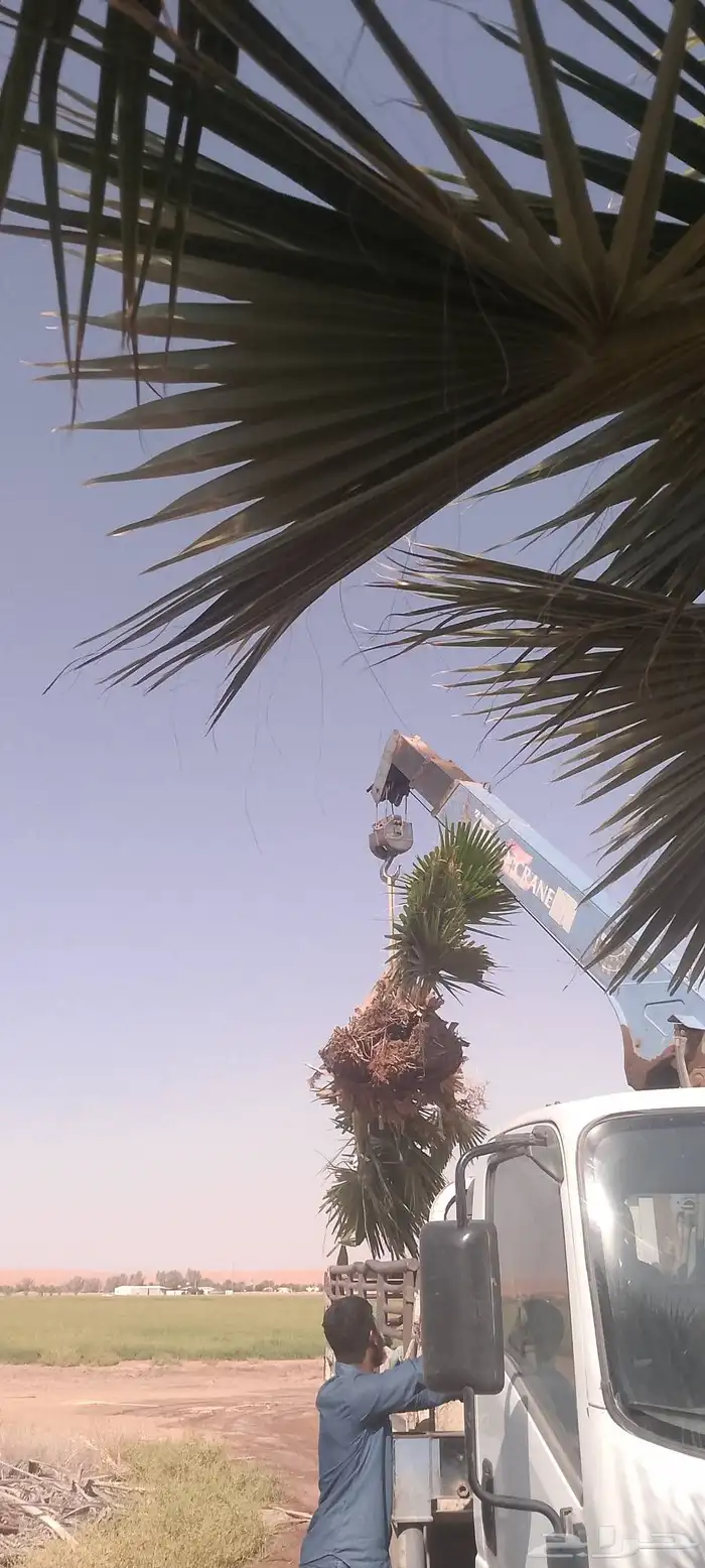 للبيع نخل وشنطني 2