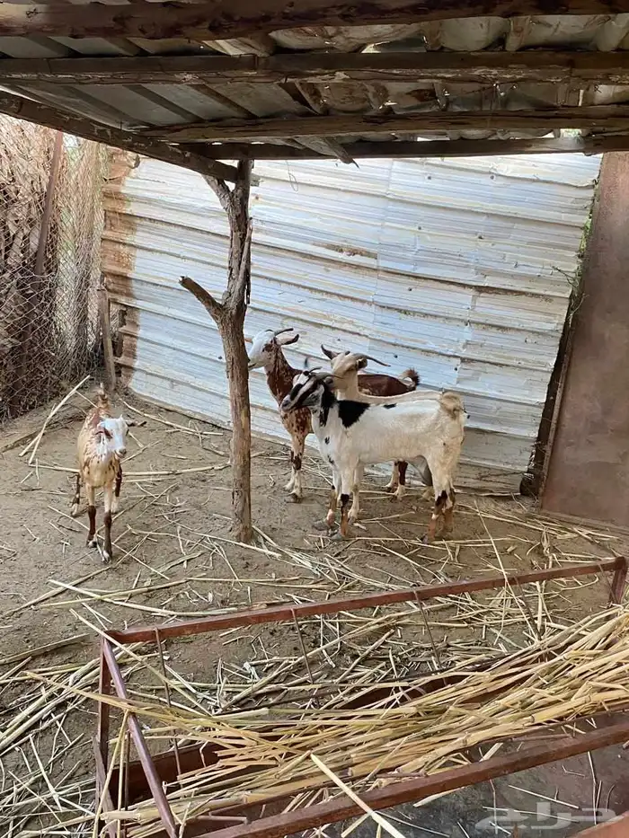 غنم للبيع 3