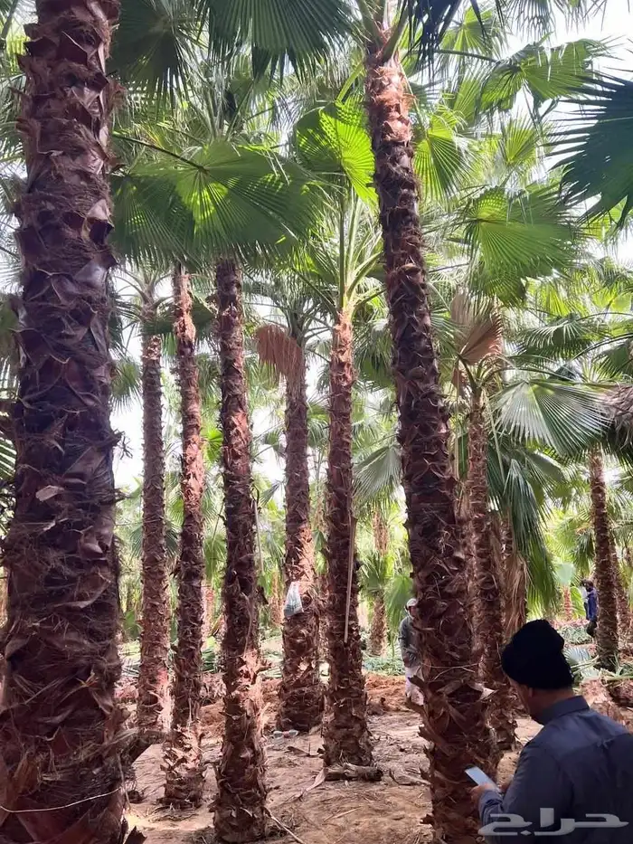 البيع نخل بلدي ونخل وشنطني شجار زيتون 7