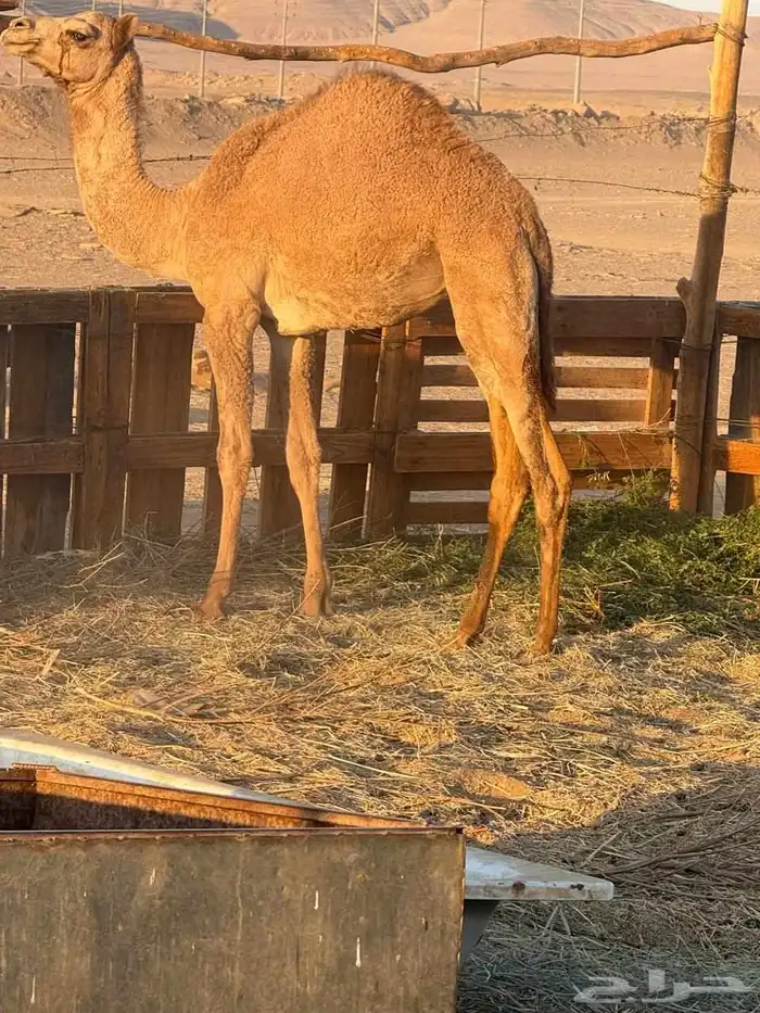 بكار للبيع العدد3 7