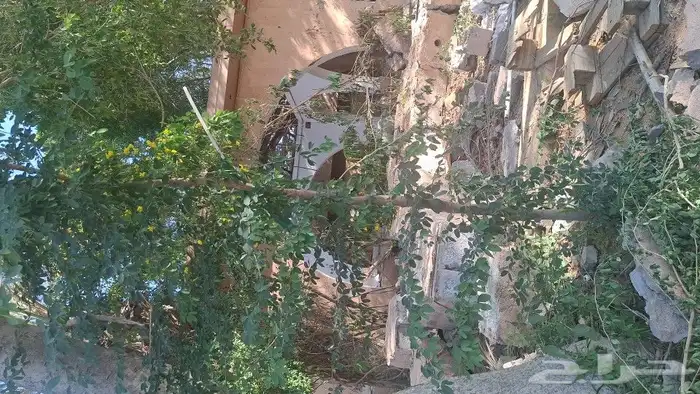 الشجار لبيع فيه جهنمات وشجار نادره الموقع طايف مزرعت السديري 1