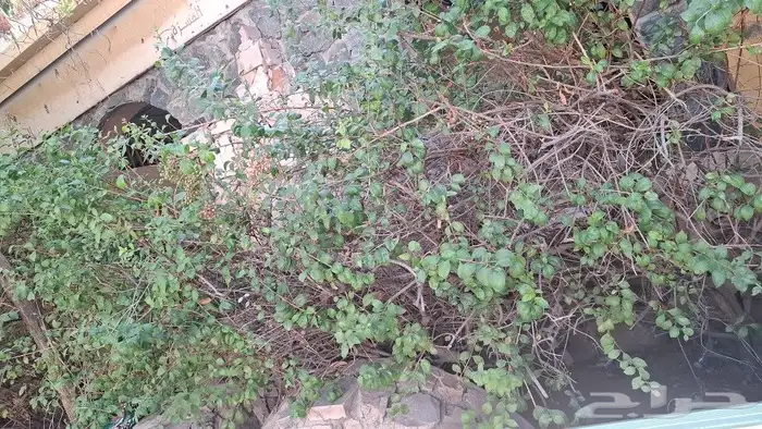 الشجار لبيع فيه جهنمات وشجار نادره الموقع طايف مزرعت السديري 5