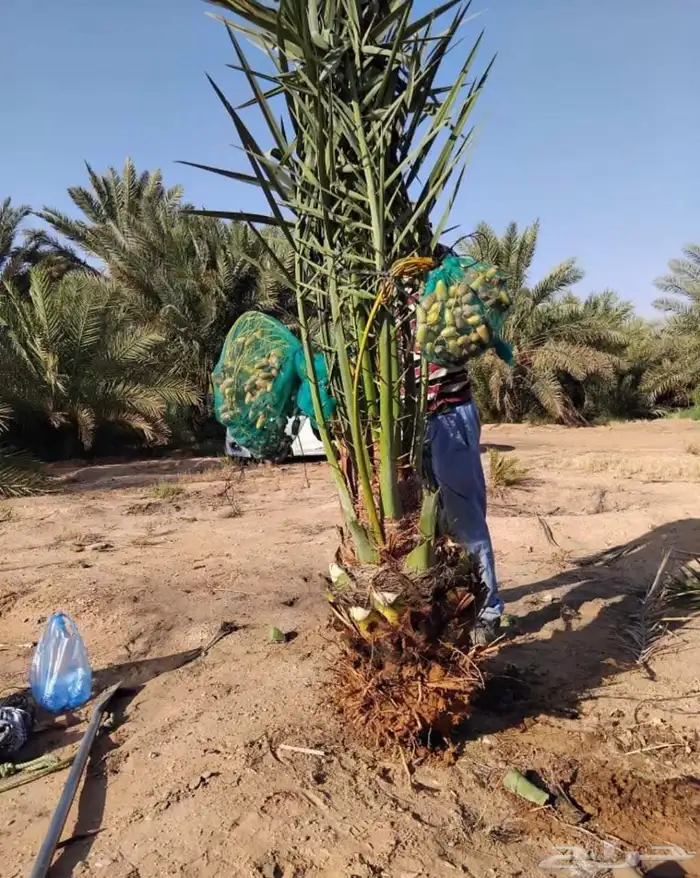 نخل مثمر نقايل جثايث واشنطني اخلاص سكري برحي صقعي شيشي هلالي 4