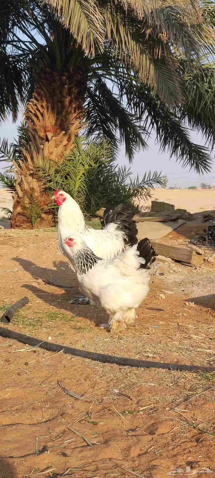 دجاج براهما كولومبي كونك بياض 1