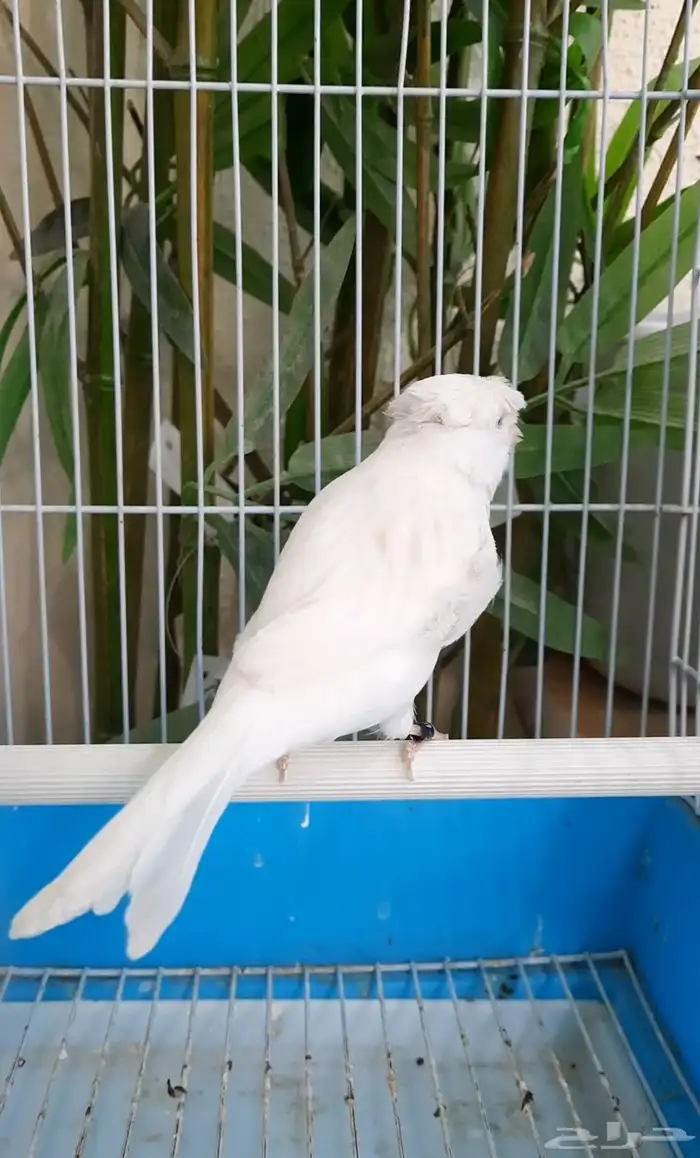 جوز وايت ستنايت كرست 0