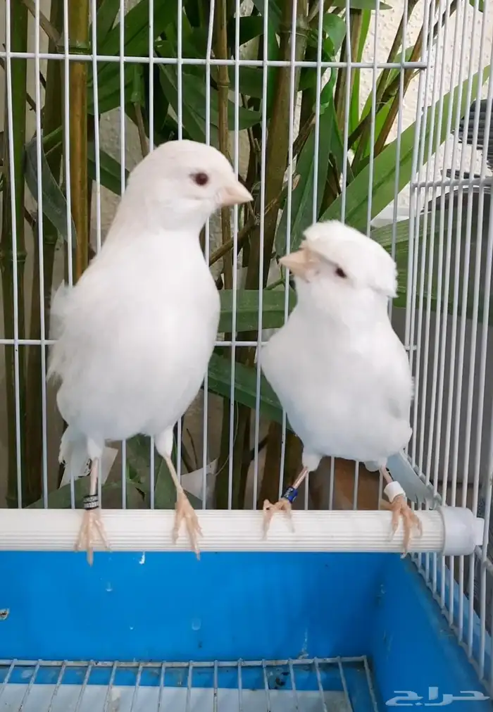 جوز وايت ستنايت كرست 2