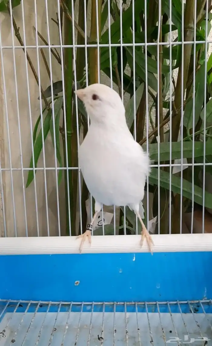 جوز وايت ستنايت كرست 7