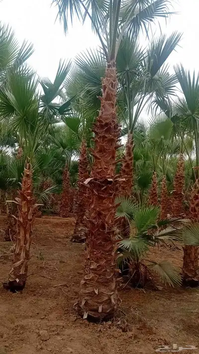 نخل واشنطنيا زينه index