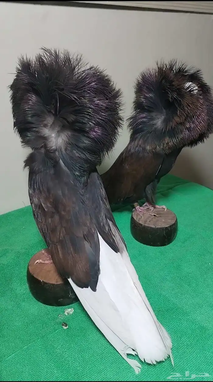 جاكوبين تم البيع الله يبارك لصاحب النصيب 4