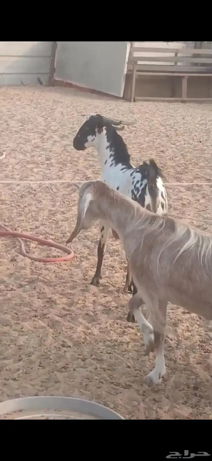 تيس بيشي فحل ثني 2