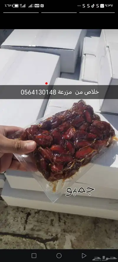 تمر الاحساء القرين خلاص حبه كبيره جامبو index