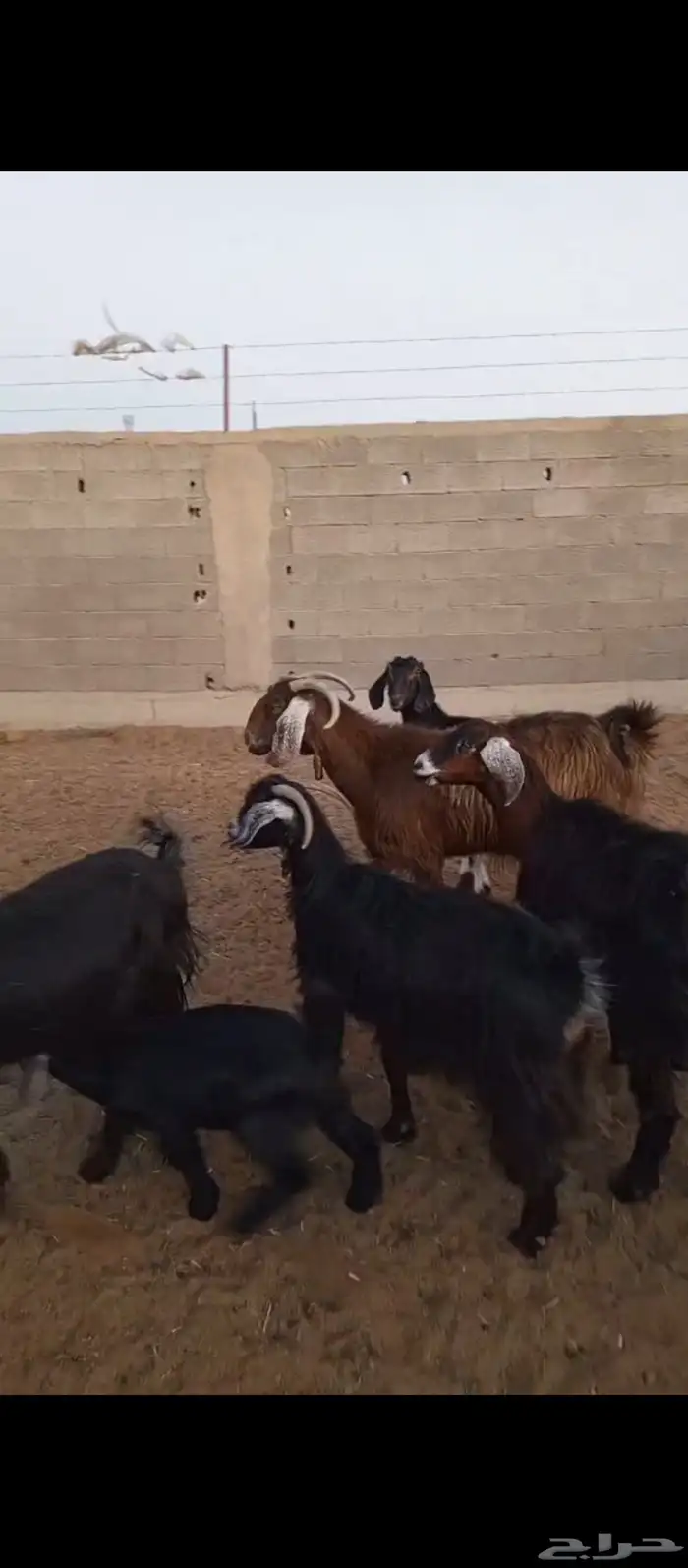 معزا ولد وضريع ودفيع العدد 19 1