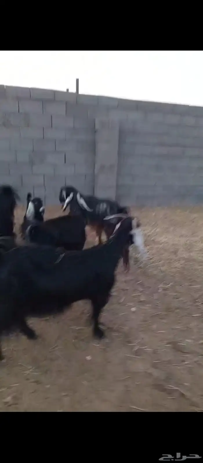 معزا ولد وضريع ودفيع العدد 19 6