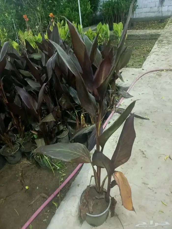 مشتل الجموم الجميع انواع اشجار الجملة السعوديه 8