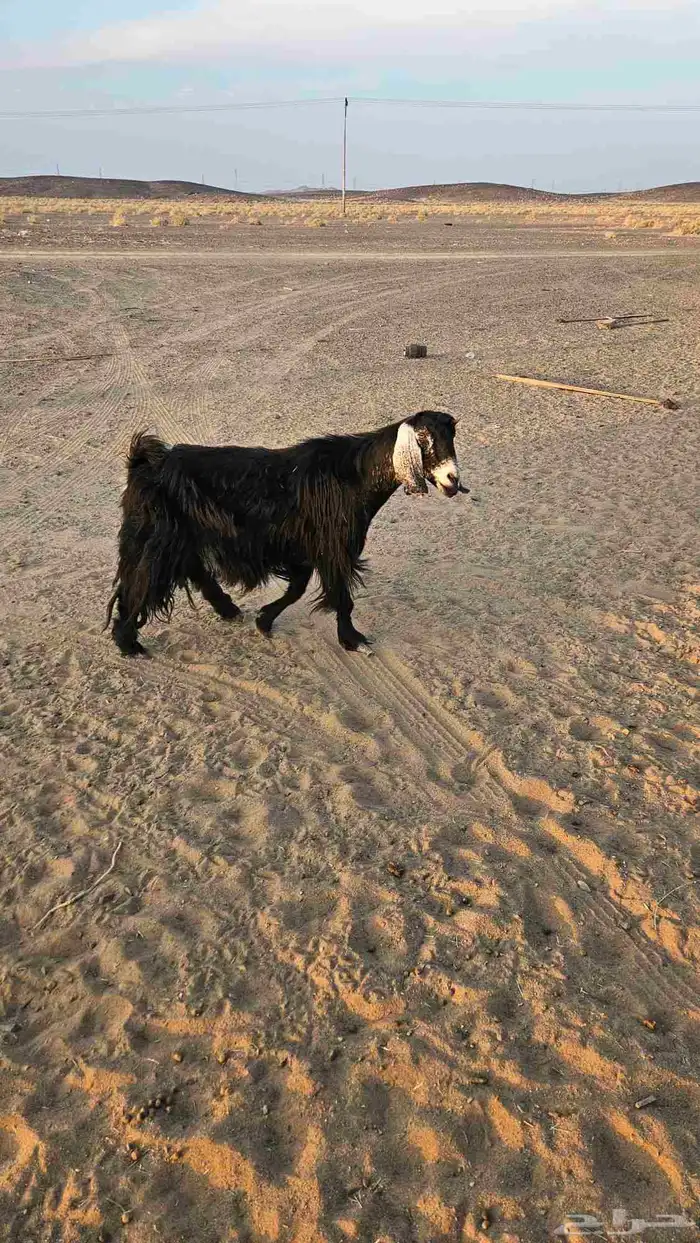 عنز حايل طيبه بالحيل 2