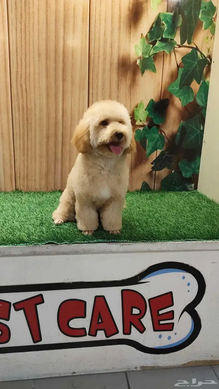 انثى توي بودل 1