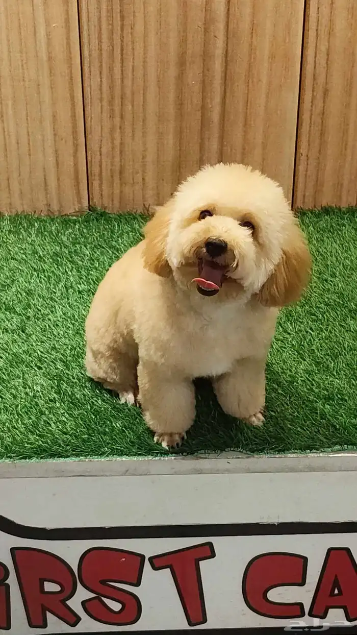 انثى توي بودل 0