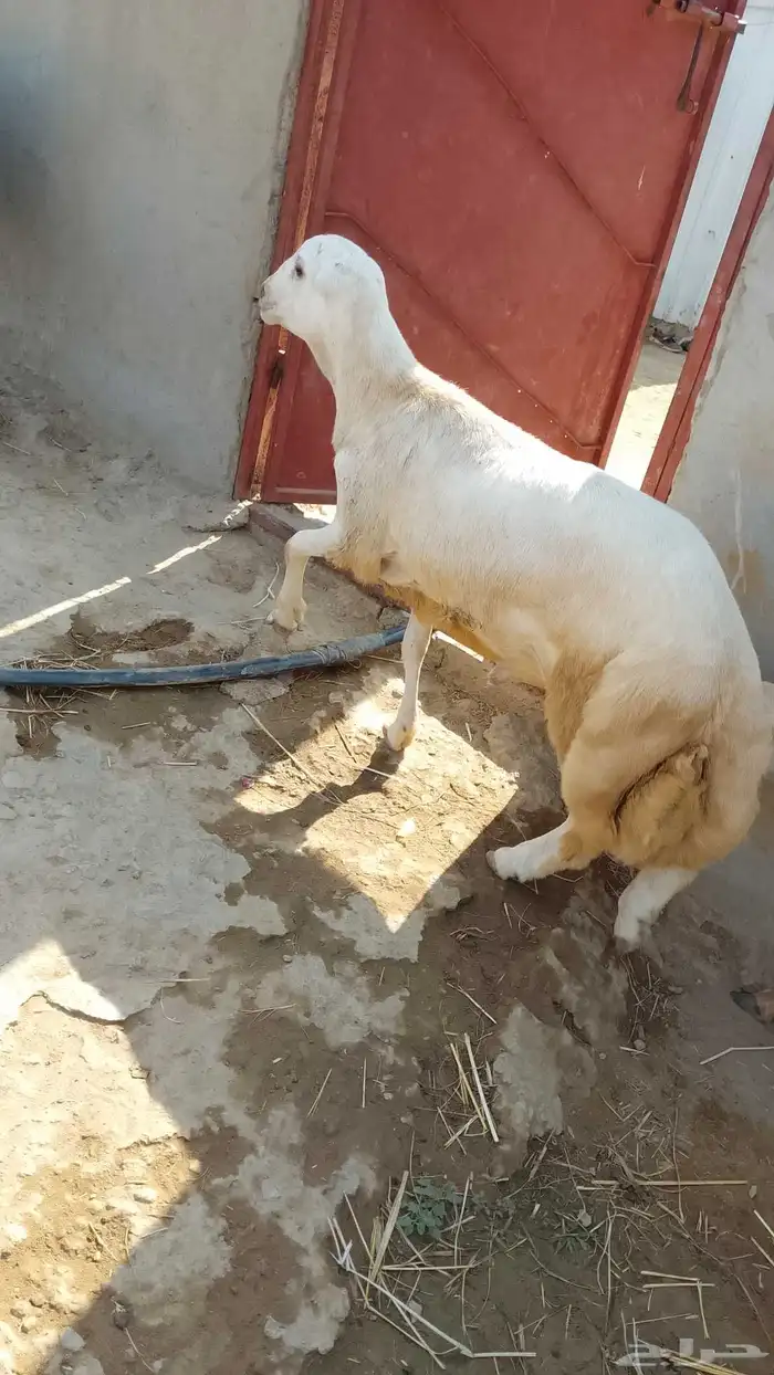 خروف فحل أو ذبيحه ماشالله زبده الموقع العيدابي 7