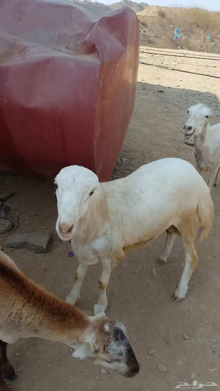 خروف فحل أو ذبيحه ماشالله زبده الموقع العيدابي 2