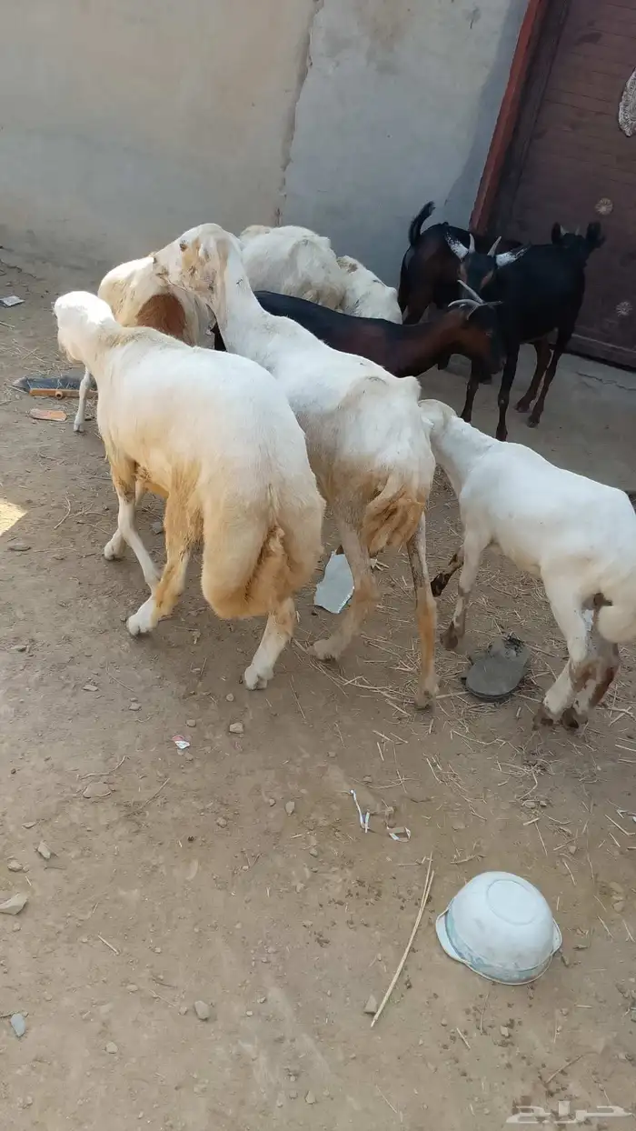 خروف فحل أو ذبيحه ماشالله زبده الموقع العيدابي 9