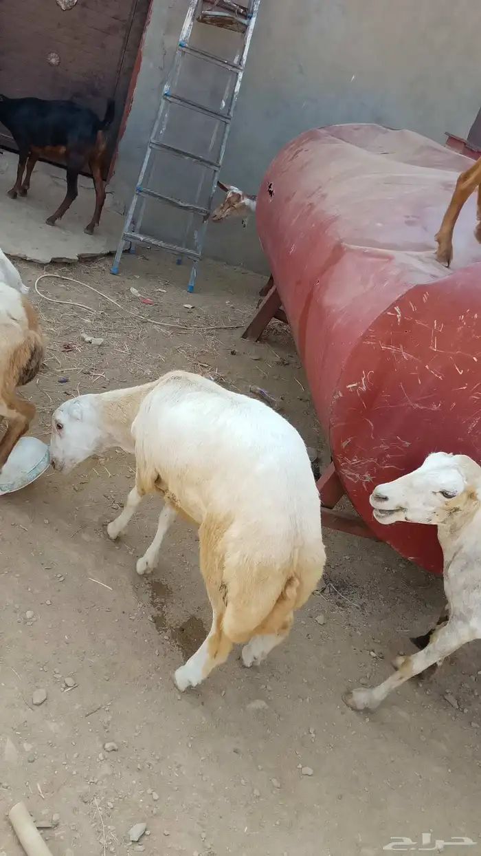 خروف فحل أو ذبيحه ماشالله زبده الموقع العيدابي 6