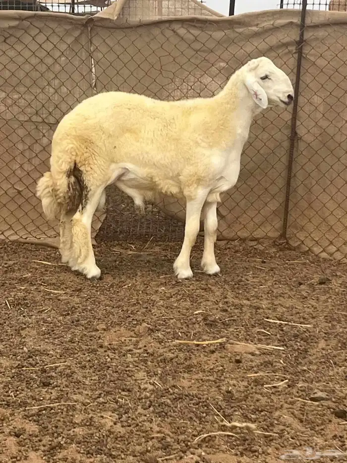 مشروع فحل حري 2