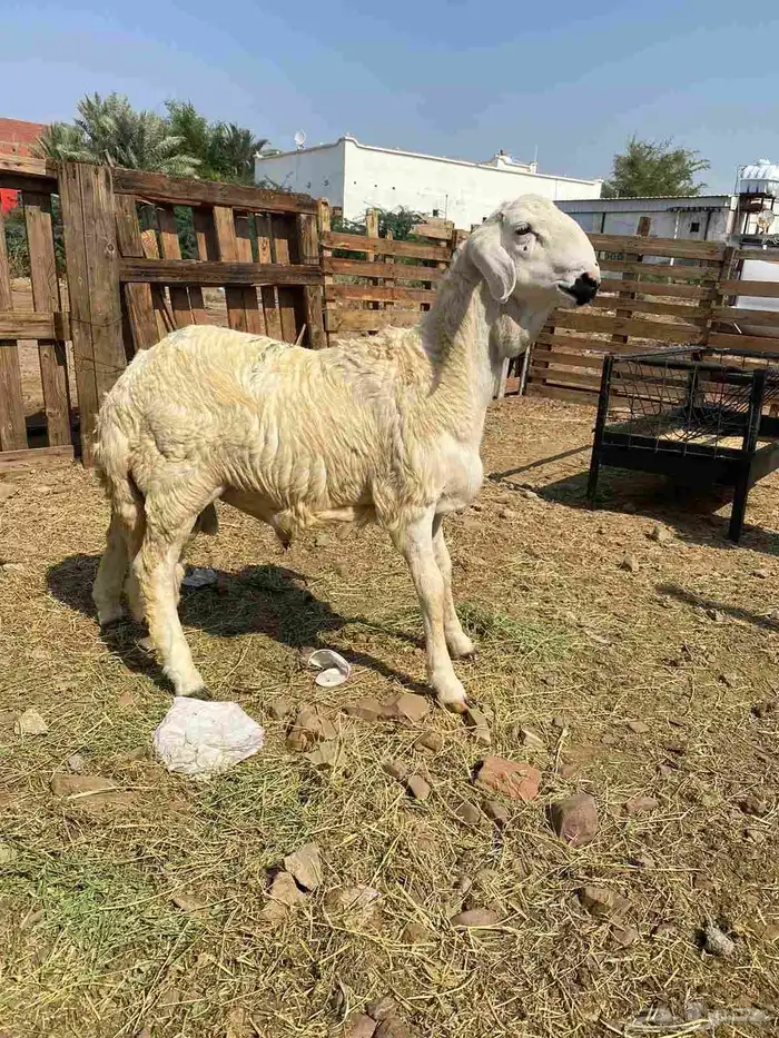 طلي سواكني 1