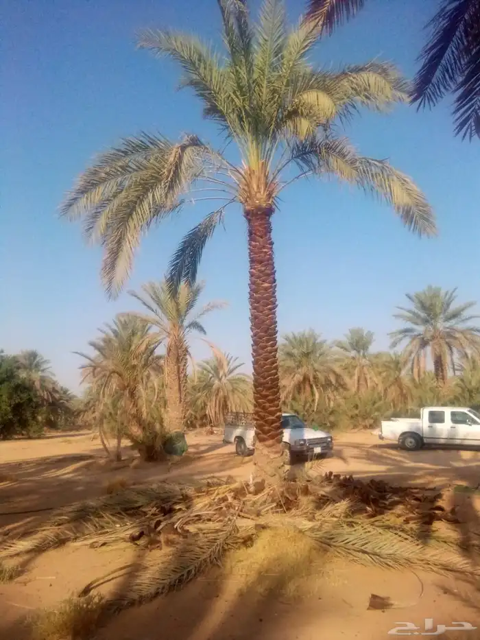 نخل واشنطني نخل صقعي هلالي ونانه اخلاص سكري برحي روثان غر 0