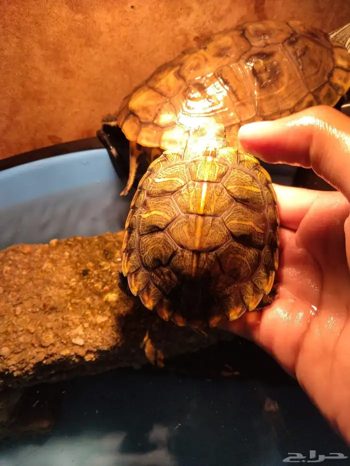 سلاحف برمائيه 1