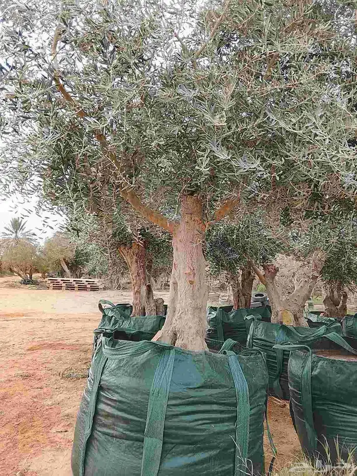 أشجار زيتون ونخل 1