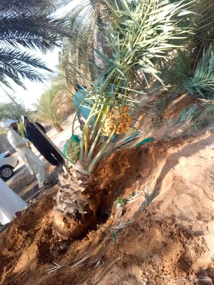 نخل واشنطني نخل صقعي هلالي ونانه اخلاص سكري برحي روثان غر 3