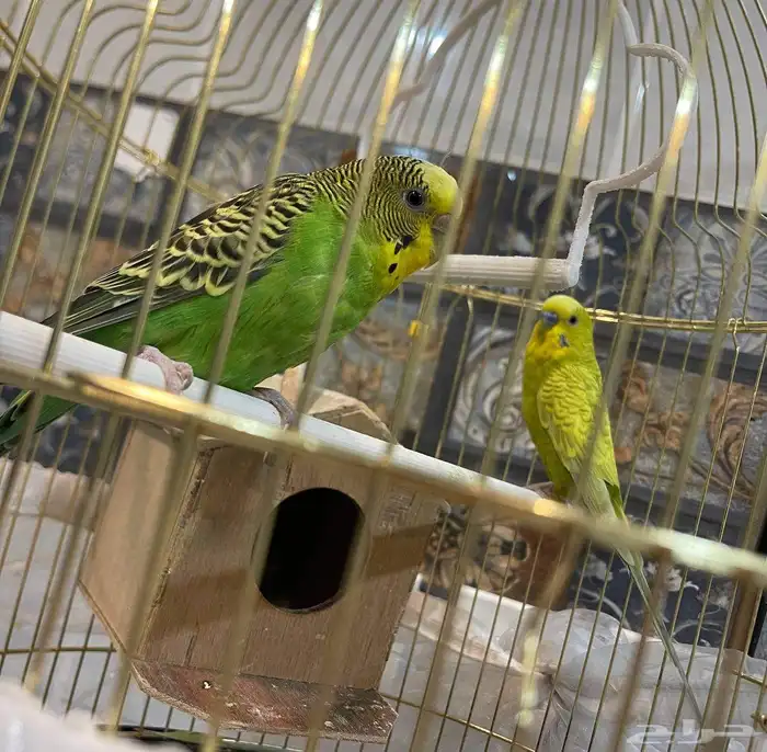 طيور للبيع 1